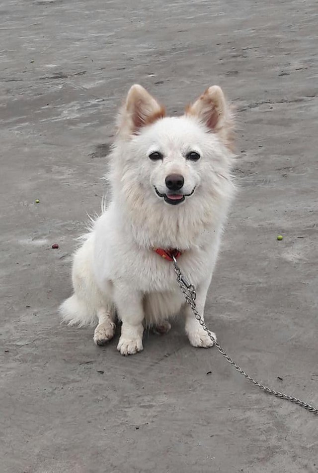 russian samoyed dog