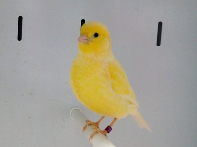 buy a canary.jpg