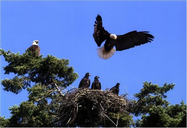Eagle-15.jpg