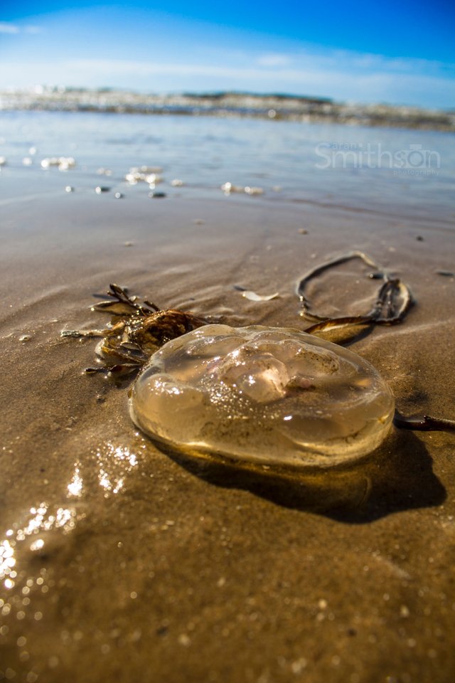 jellyfish.jpg