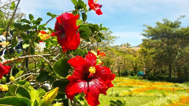 Boquete-jardin-flores-Chiriqui-Anabell-Hilarski19.jpg