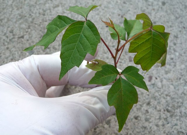 poison-ivy-plant-young-seedling.jpg
