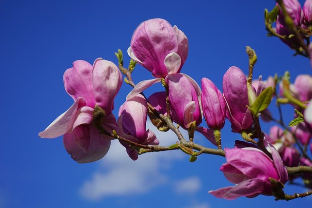 magnolia-324299_960_720.jpg