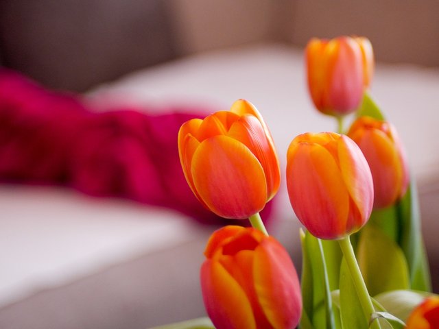 tulip-3363891_960_720.jpg