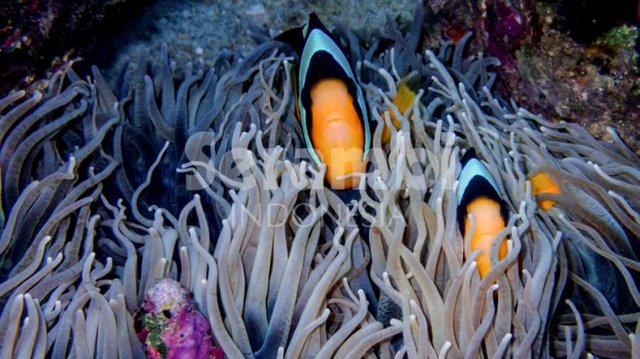 pesona-bawah-laut-sabang_20170826_003137.jpg