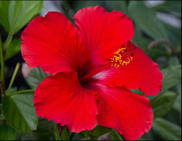 hibiscus.PNG