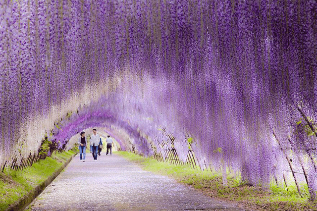 3dlat.net_11_15_9c28_صور-مناظر-طبيعية-نفق-الزهور-الستارية-في-اليابان.png
