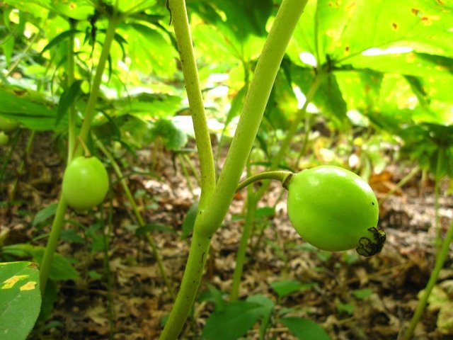 May apples 24 June.jpg