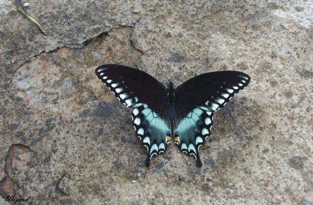 A-Spicebush-Swallowtail-620x406.jpg