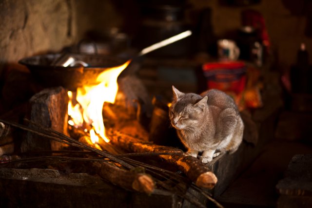 IMG_6094 a cat finds herself warm next to a fire place in salpa pass.jpg