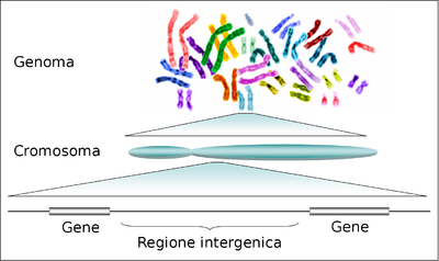 Human_genome_to_genes-it.png