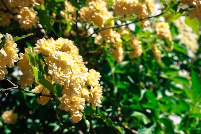 15.Flowers in Trsteno Arboretum, Croatia.jpg