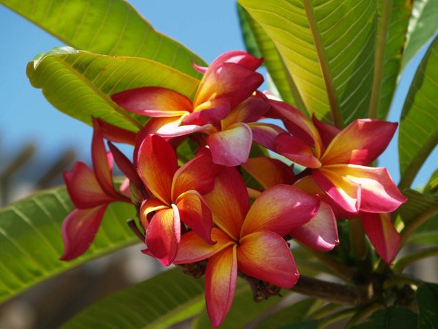 plumeria-4.jpg