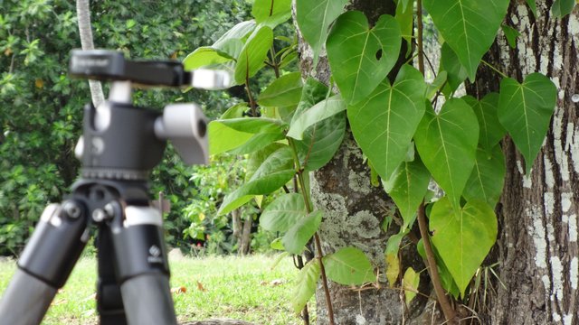 Video Tripod.JPG