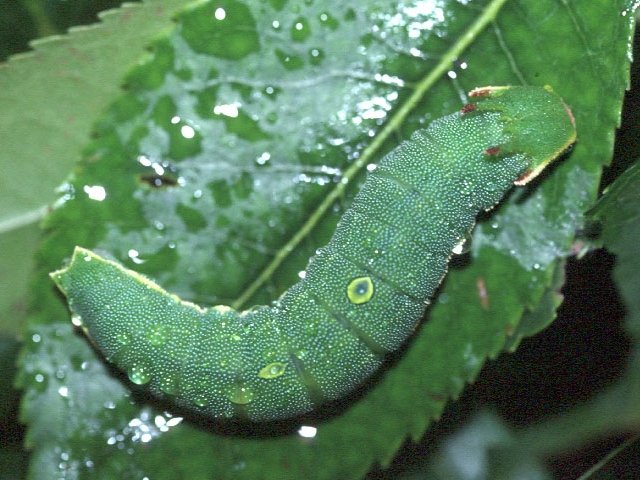 Charaxes_jasius_larva.jpg