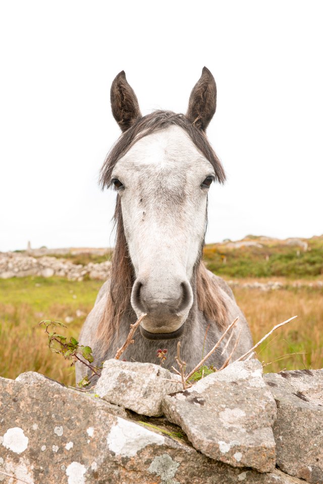 DUBLIN HORSE.jpg