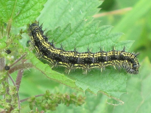 1024px-Aglais_urticae_(Small_Tortoiseshell)_caterpillar,_Arnhem,_the_Netherlands.jpg