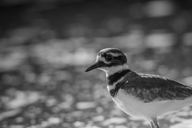 Killdeer-05724.jpg