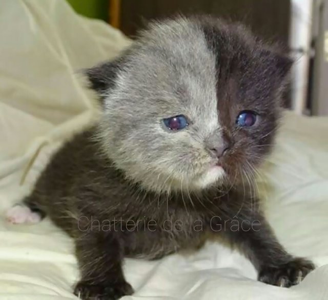 two-faced-cat-british-short-hair-france-jean-michel-labat-19.jpg