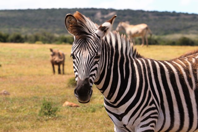 zebra.jpeg