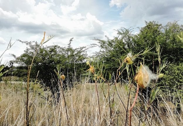 veld flowers.jpg