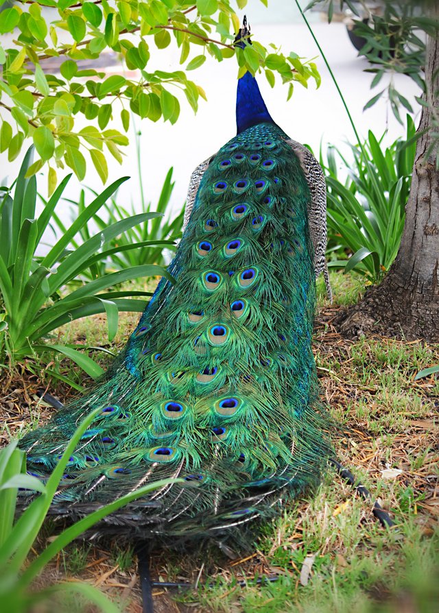 peacock tail .jpg