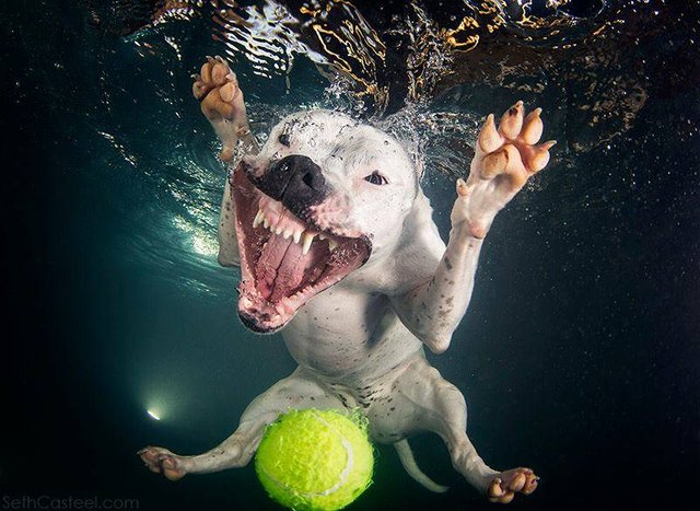 underwater-dogs-1.jpg