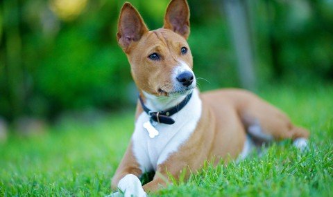 Basenji-01-480x285.jpg