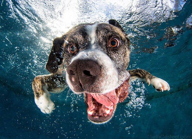 underwater-dogs-6.jpg