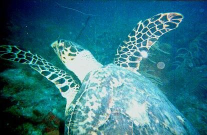 08 Hawkbill turtle - Looe Key.jpg