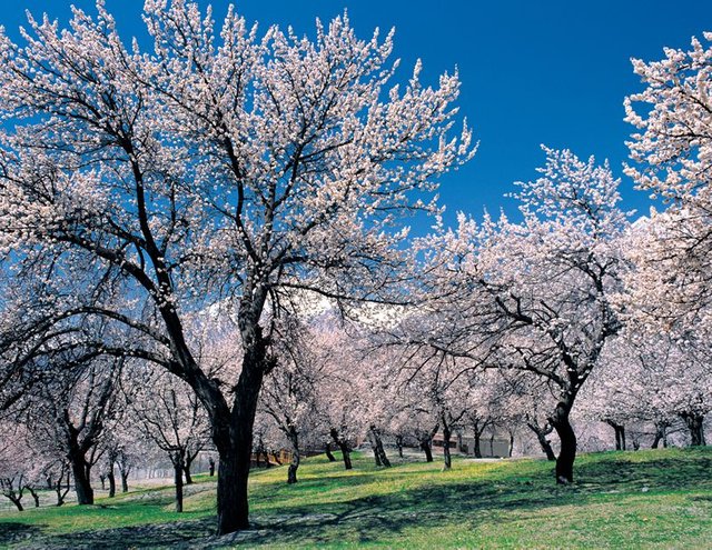 Blossom Tour To Hunza Valley, Pakistan.jpg