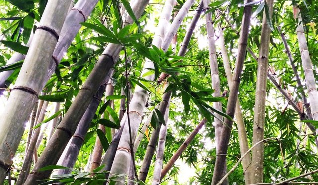 bamboo-trivandrum-zoo-adjusted.jpg