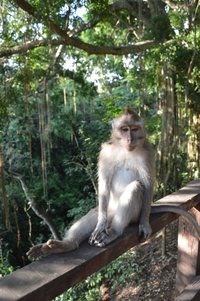 Monkeying Around in Ubud