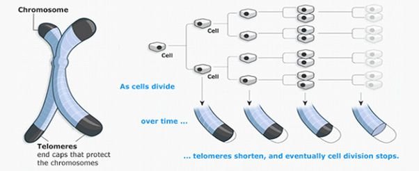 chromosome_telomeres_img.jpg