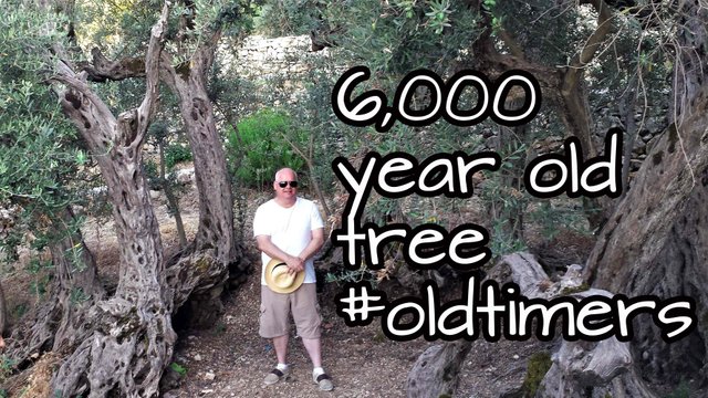 6000-year-old-olive-tree-.jpg