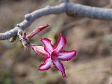 220px-Adenium_multiflorum.jpg