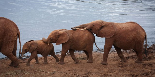 Ce-12-aout-marque-la-journee-mondiale-des-elephants-une-espece-en-danger.jpg