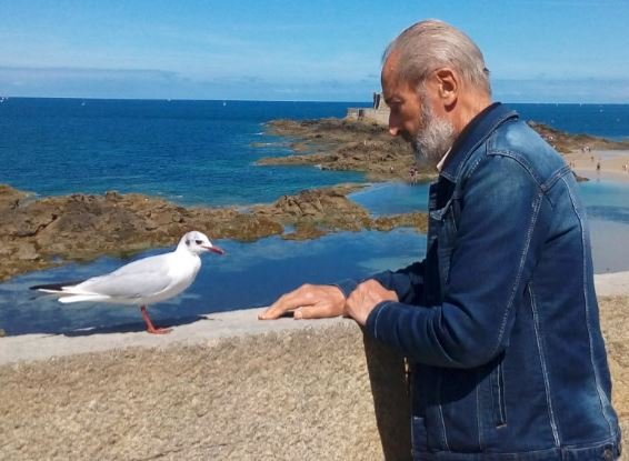 Saint malo mouette.JPG