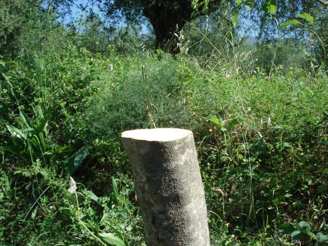 DSC01367.JPG