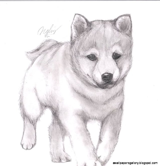 cute-animal-drawings-in-pencil-cute-animal-drawings-in-pencil-photo12.jpg