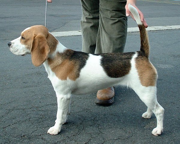 Beagle_600.jpg