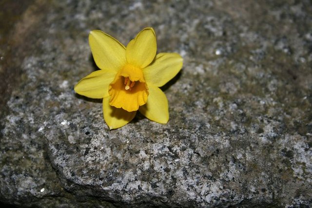daffodil-1251315__480.jpg