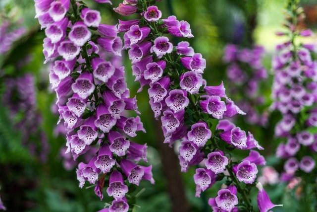 purple-foxgloves_4460x4460.jpg