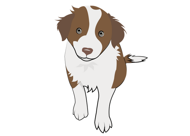 8 Chocolate Collie Puppy.png