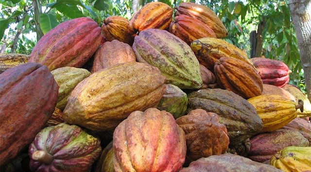 cacao1.jfif