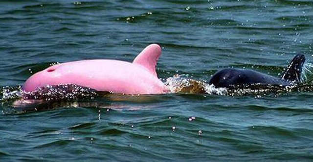 pink-dolphin-696x362.jpg
