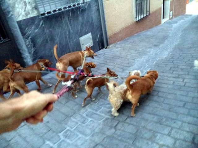 dogs on lead