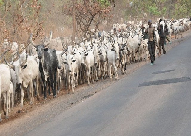 Fulani-Herdsman.jpg