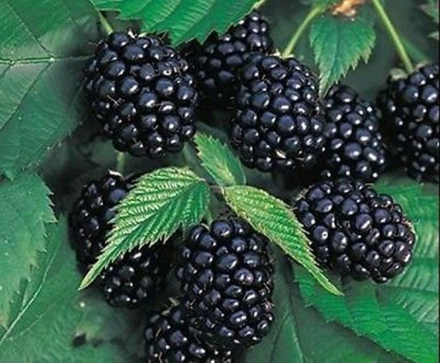 blackberry-chester-thornless-rubus-fruticosa.jpg