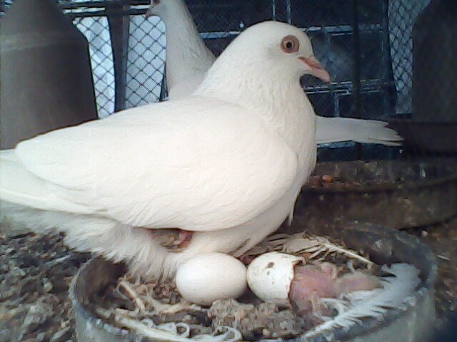 bazigar-pigeon-flying-pigeon-pictures.jpg